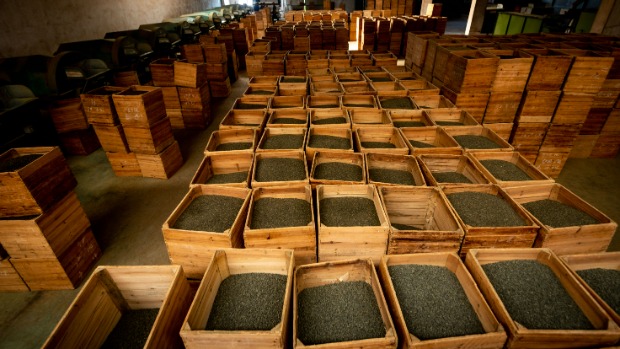 Best tea base global organic Tea Supplier